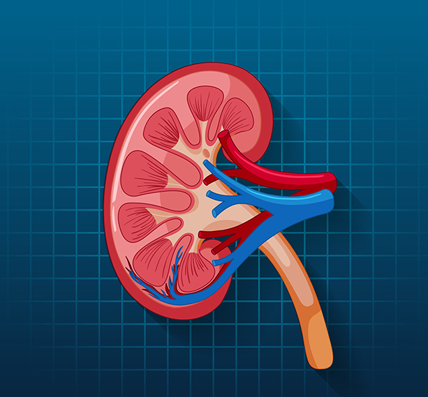 Desun Hospital Kolkata's Kidney Transplant Department